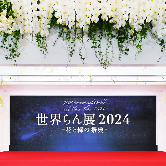 『光るコチョウラン』が大バズリ！世界らん展2024に前回比155％の来場者